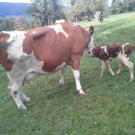 Bauernhof Bauernhof Kasleitner Zell am Moos