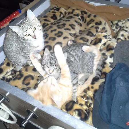 팜스테이 Bauernhof Kasleitner