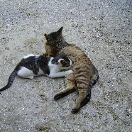 팜스테이 Bauernhof Kasleitner 첼 암 모오스