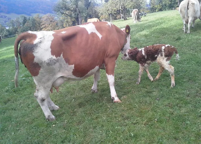 Çiftlik konaklama Bauernhof Kasleitner Zell am Moos