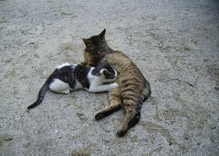 Çiftlik konaklama Bauernhof Kasleitner Zell am Moos