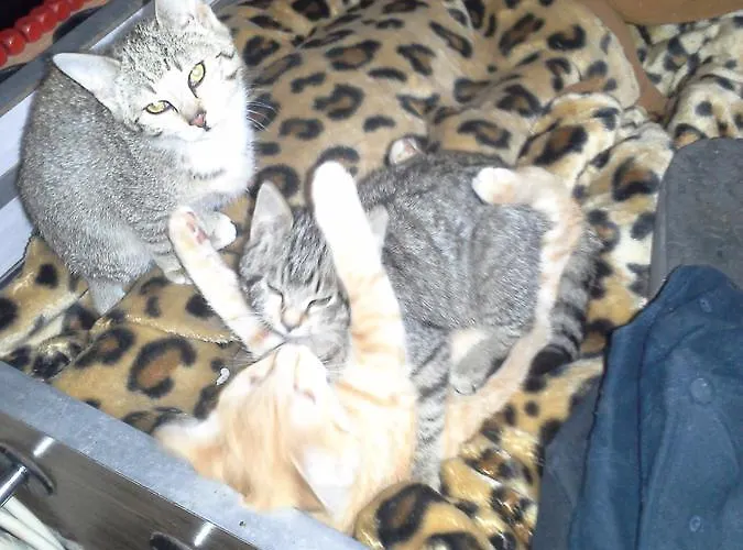 Alloggio per agriturismo Bauernhof Kasleitner